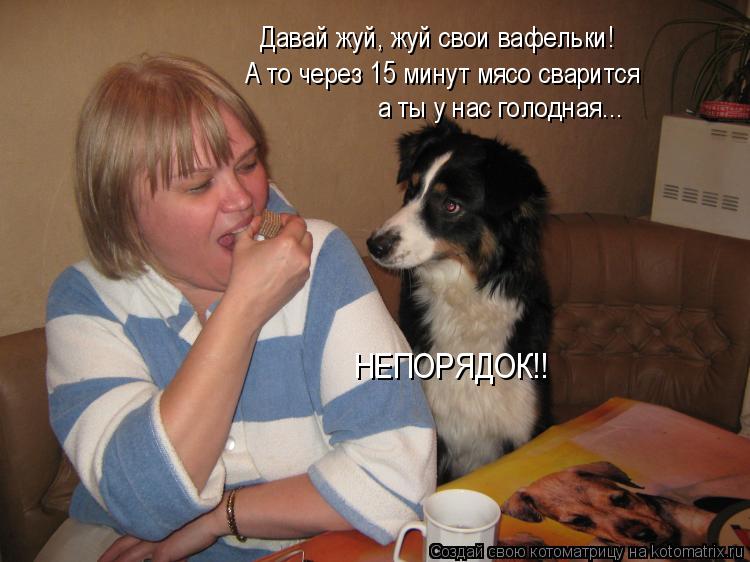Давай жуй, жуй свои вафельки! А то через 15 минут мясо сварится а ты у нас голодная... НЕПОРЯДОК!!... Котоматрица: Давай жуй, жуй свои вафельки! А то через 15 минут мясо сварится а ты у нас голодная... НЕПОРЯДОК!!