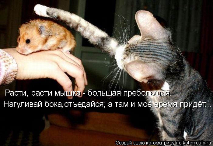 Расти, расти мышка - большая пребольшая. Нагуливай бока,отъедайся, а там и моё время придёт...... Котоматрица: Расти, расти мышка - большая пребольшая. Нагуливай бока,отъедайся, а там и моё время придёт...