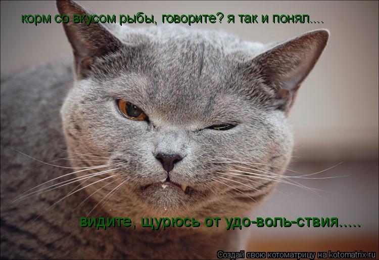 корм со вкусом рыбы, говорите? я так и понял.... видите, щурюсь от удо-воль-ствия........ Котоматрица: корм со вкусом рыбы, говорите? я так и понял.... видите, щурюсь от удо-воль-ствия.....