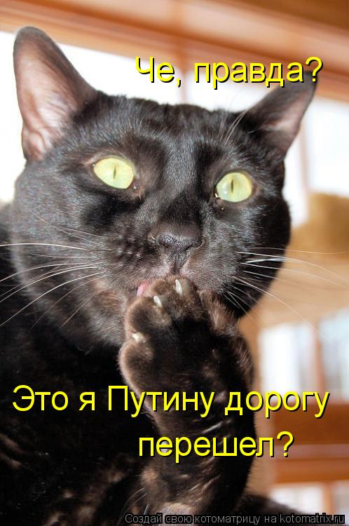 Че, правда? Это я Путину дорогу перешел?... Котоматрица: Че, правда? Это я Путину дорогу перешел?