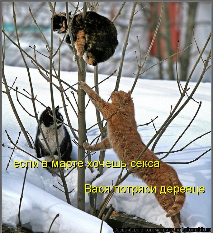 Котоматрица: если в марте хочешь секса Вася потряси деревце