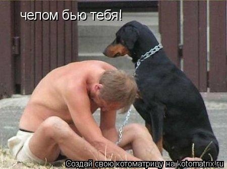 челом бью тебя!... Котоматрица: челом бью тебя!
