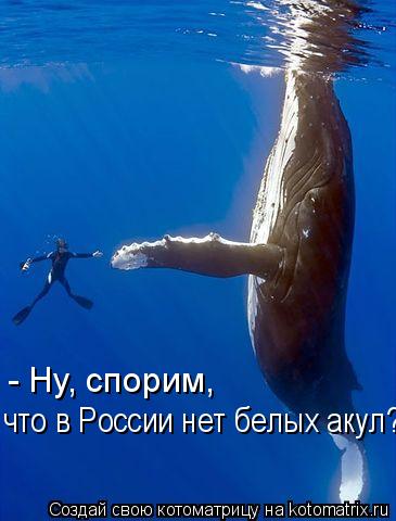 - Ну, спорим, что в России нет белых акул?... Котоматрица: - Ну, спорим, что в России нет белых акул?