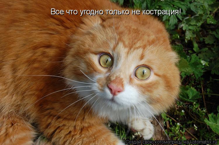 Все что угодно только не кострация!... Котоматрица: Все что угодно только не кострация!