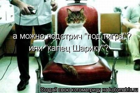 а можно подстрич "под тигра"? или "капец Шарику"?... Котоматрица: а можно подстрич "под тигра"? или "капец Шарику"?