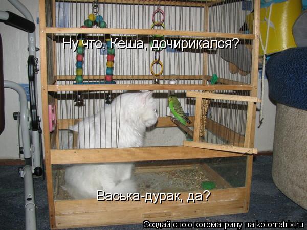 Ну что, Кеша, дочирикался? Васька-дурак, да?... Котоматрица: Ну что, Кеша, дочирикался? Васька-дурак, да?