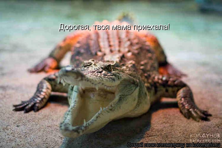 Дорогая, твоя мама приехала!... Котоматрица: Дорогая, твоя мама приехала!