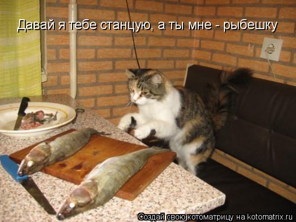 Давай я тебе станцую, а ты мне - рыбешку... Котоматрица: Давай я тебе станцую, а ты мне - рыбешку