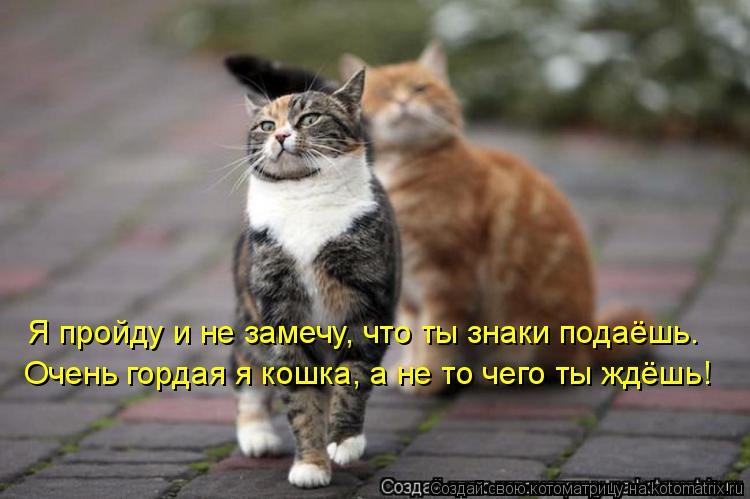 Котоматрица: Я пройду и не замечу, что ты знаки подаёшь. Очень гордая я кошка, а не то чего ты ждёшь!