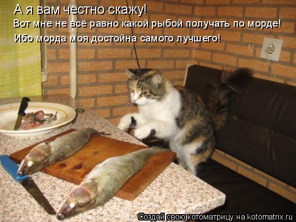 А я вам честно скажу! Вот мне не всё равно какой рыбой получать по морде! Ибо морда моя достойна само... Котоматрица: А я вам честно скажу! Вот мне не всё равно какой рыбой получать по морде! Ибо морда моя достойна самого лучшего!
