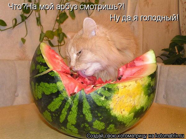 Что?На мой арбуз смотришь?! Ну да,я голодный!... Котоматрица: Что?На мой арбуз смотришь?! Ну да,я голодный!