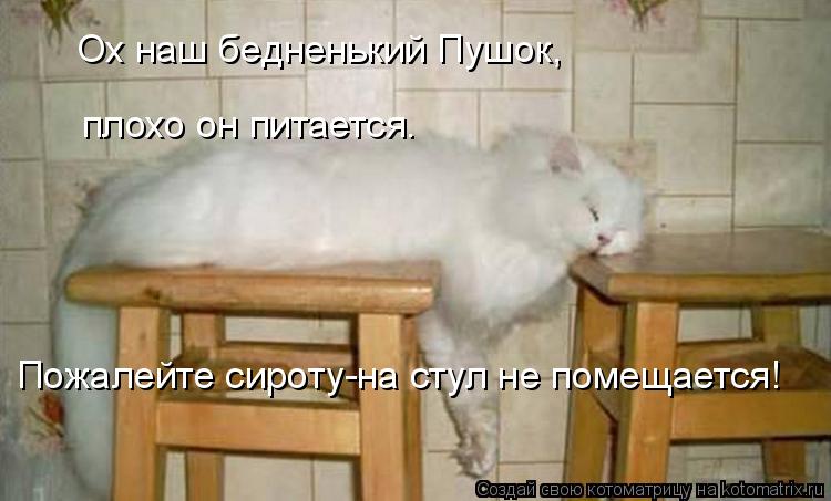 Котоматрица: Ох наш бедненький Пушок, плохо он питается. Пожалейте сироту-на стул не помещается!