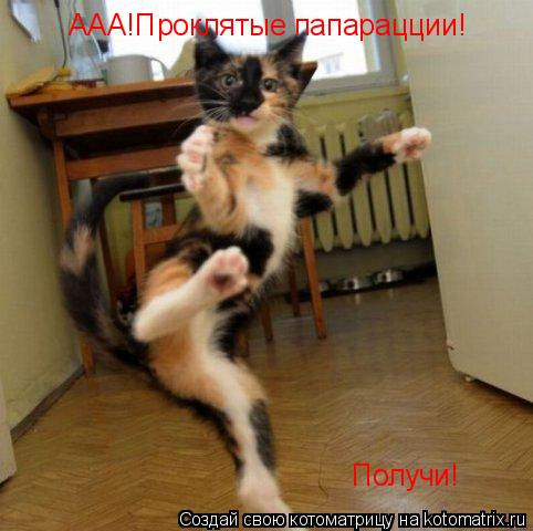 Получи! ААА!Проклятые папарацции!... Котоматрица: Получи! ААА!Проклятые папарацции!