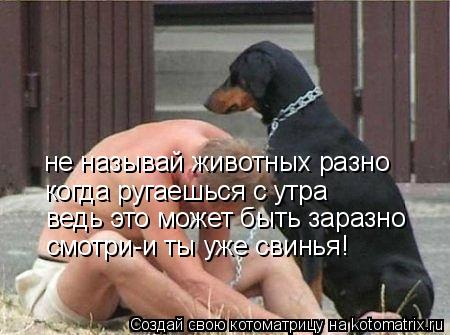 не называй животных разно когда ругаешься с утра ведь это может быть заразно смотри-и ты уже свинья!... Котоматрица: не называй животных разно когда ругаешься с утра ведь это может быть заразно смотри-и ты уже свинья!