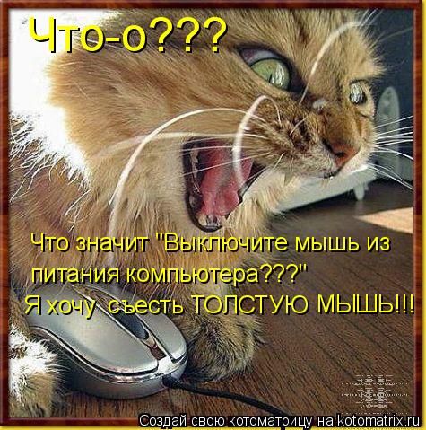 Что-о??? Что значит "Выключите мышь из питания компьютера???" Я хочу съесть ТОЛСТУЮ МЫШЬ!!!... Котоматрица: Что-о??? Что значит "Выключите мышь из питания компьютера???" Я хочу съесть ТОЛСТУЮ МЫШЬ!!!