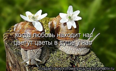 когда любовь находит нас цветут цветы в душе у нас... Котоматрица: когда любовь находит нас цветут цветы в душе у нас