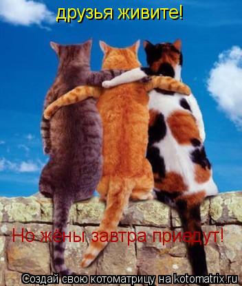 друзья живите! Но жёны завтра приедут!... Котоматрица: друзья живите! Но жёны завтра приедут!