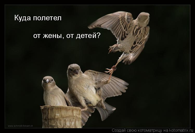 Куда полетел от жены, от детей?... Котоматрица: Куда полетел от жены, от детей?