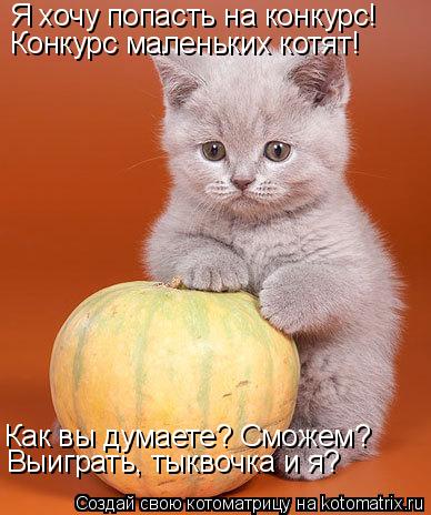 Я хочу попасть на конкурс! Конкурс маленьких котят! Как вы думаете? Сможем? Выиграть, тыквочка и я?... Котоматрица: Я хочу попасть на конкурс! Конкурс маленьких котят! Как вы думаете? Сможем? Выиграть, тыквочка и я?