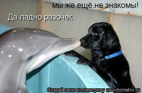 мы же ещё не знакомы! Да ладно разочек... Котоматрица: мы же ещё не знакомы! Да ладно разочек