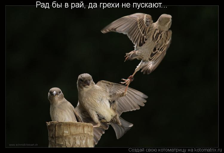 Рад бы в рай, да грехи не пускают...... Котоматрица: Рад бы в рай, да грехи не пускают...