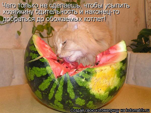Чего только не сделаешь, чтобы усыпить хозяйкину бдительность и наконец-то добраться до обожаемых ко... Котоматрица: Чего только не сделаешь, чтобы усыпить хозяйкину бдительность и наконец-то добраться до обожаемых котлет!