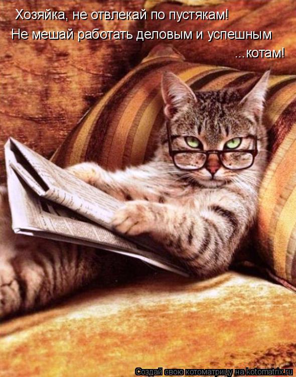 Хозяйка, не отвлекай по пустякам! Не мешай работать деловым и успешным ...котам!... Котоматрица: Хозяйка, не отвлекай по пустякам! Не мешай работать деловым и успешным ...котам!