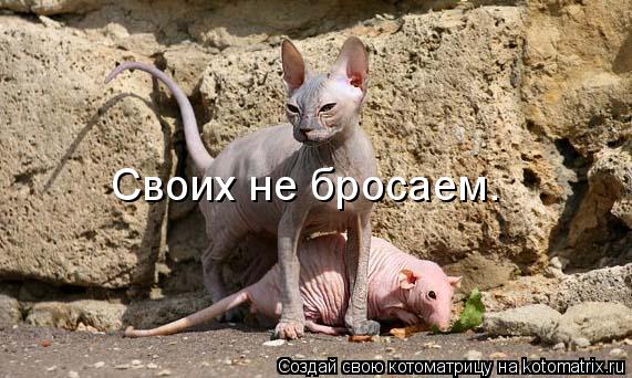 Своих не бросаем.... Котоматрица: Своих не бросаем.