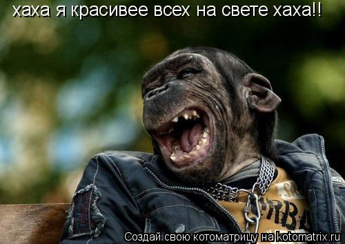 хаха я красивее всех на свете хаха!!... Котоматрица: хаха я красивее всех на свете хаха!!