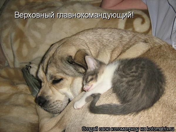 Верховный главнокомандующий!... Котоматрица: Верховный главнокомандующий!