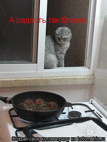 А радость так близко...... Котоматрица: А радость так близко...