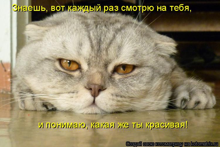 Знаешь, вот каждый раз смотрю на тебя, и понимаю, какая же ты красивая!... Котоматрица: Знаешь, вот каждый раз смотрю на тебя, и понимаю, какая же ты красивая!