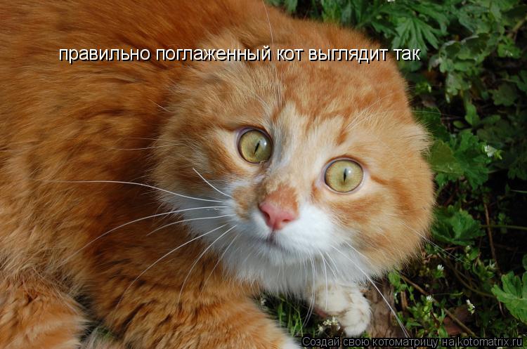 правильно поглаженный кот выглядит так правильно поглаженный кот выглядит так... Котоматрица: правильно поглаженный кот выглядит так правильно поглаженный кот выглядит так