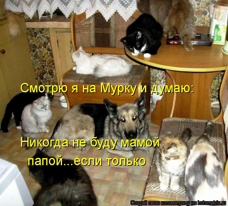 Смотрю я на Мурку и думаю: Никогда не буду мамой папой...если только... Котоматрица: Смотрю я на Мурку и думаю: Никогда не буду мамой папой...если только
