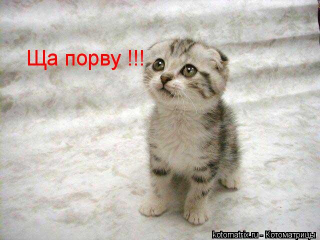 Ща порву !!!... Котоматрица: Ща порву !!!