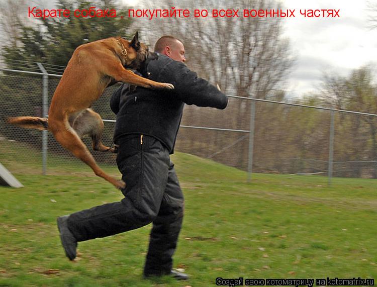 Карате собака , покупайте во всех военных частях... Котоматрица: Карате собака , покупайте во всех военных частях