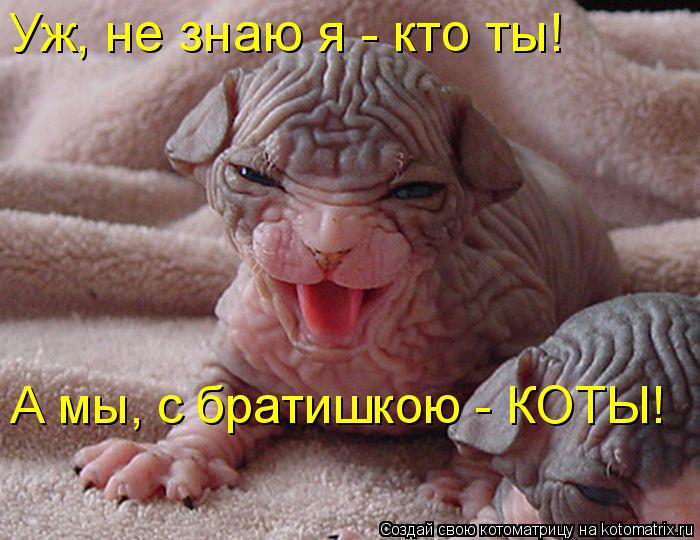 Уж, не знаю я - кто ты! А мы, с братишкою - КОТЫ!... Котоматрица: Уж, не знаю я - кто ты! А мы, с братишкою - КОТЫ!