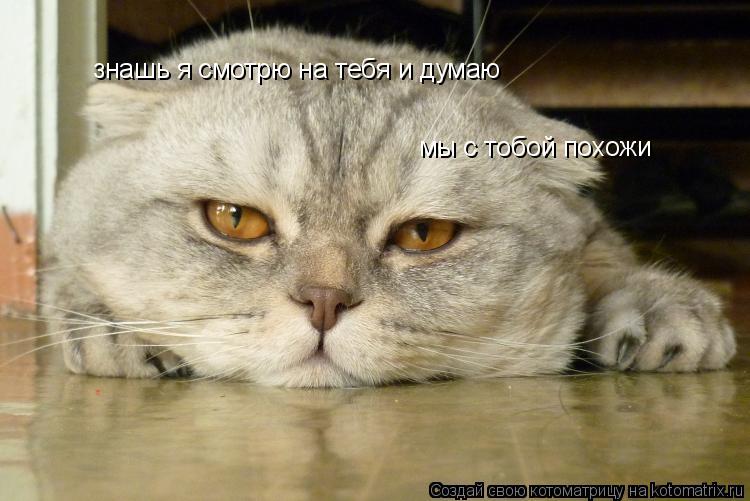 знашь я смотрю на тебя и думаю мы с тобой похожи... Котоматрица: знашь я смотрю на тебя и думаю мы с тобой похожи