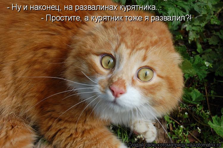 - Ну и наконец, на развалинах курятника... - Простите, а курятник тоже я развалил?!... Котоматрица: - Ну и наконец, на развалинах курятника... - Простите, а курятник тоже я развалил?!