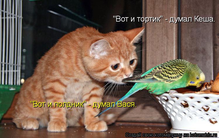 Котоматрица: "Вот и тортик" - думал Кеша. "Вот и полдник" - думал Вася.