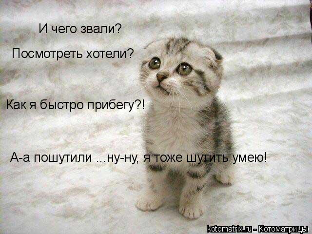 Котоматрица: И чего звали? Посмотреть хотели? Как я быстро прибегу?! А-а пошутили ...ну-ну, я тоже шутить умею!