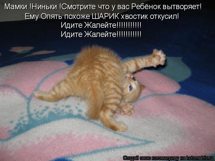Котоматрица: Мамки !Ниньки !Смотрите что у вас Ребёнок вытворяет! Ему Опять похоже ШАРИК хвостик откусил! Ему Опять похоже ШАРИК хвостик откусил! Идите Ж