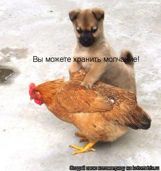Котоматрица: Вы можете хранить молчание!