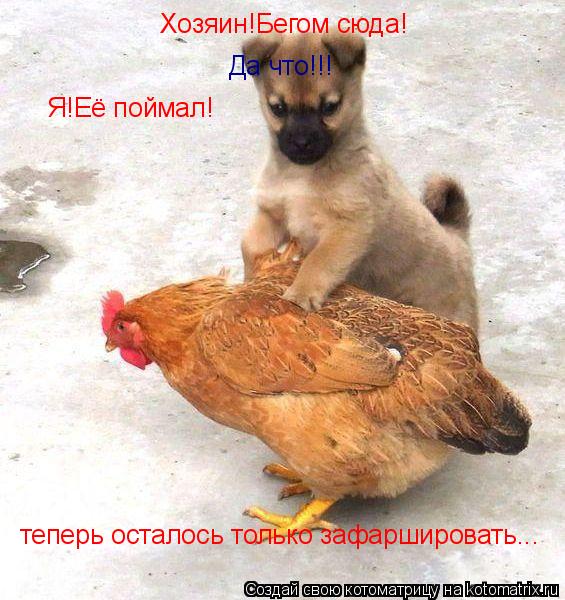 Хозяин!Бегом сюда! Да что!!! Я!Её поймал! теперь осталось только зафаршировать...... Котоматрица: Хозяин!Бегом сюда! Да что!!! Я!Её поймал! теперь осталось только зафаршировать...
