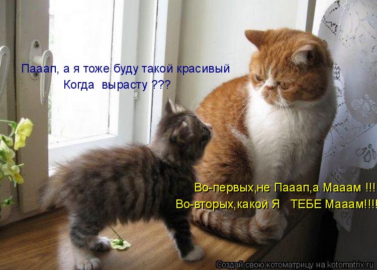 Котоматрица: Во-первых,не Пааап,а Мааам !!! Во-вторых,какой Я   ТЕБЕ Мааам!!!! Пааап, а я тоже буду такой красивый Когда  вырасту ???