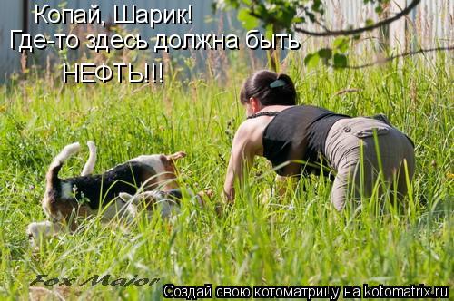 Копай, Шарик! Где-то здесь должна быть НЕФТЬ!!!... Котоматрица: Копай, Шарик! Где-то здесь должна быть НЕФТЬ!!!
