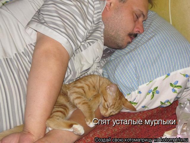 Спят усталые мурлыки... Котоматрица: Спят усталые мурлыки