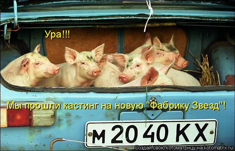 Мы прошли кастинг на новую "Фабрику Звезд"! Ура!!!... Котоматрица: Мы прошли кастинг на новую "Фабрику Звезд"! Ура!!!