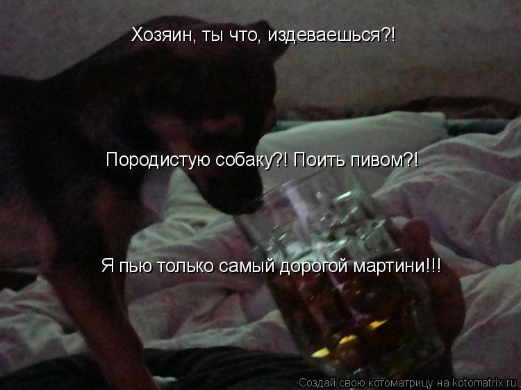 Хозяин, ты что, издеваешься?! Породистую собаку?! Поить пивом?! Я пью только самый дорогой мартини!!!... Котоматрица: Хозяин, ты что, издеваешься?! Породистую собаку?! Поить пивом?! Я пью только самый дорогой мартини!!!