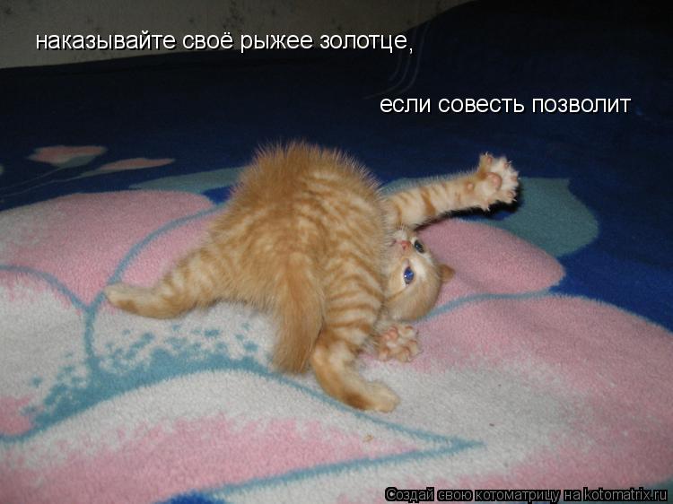 наказывайте своё рыжее золотце если совесть позволит ,... Котоматрица: наказывайте своё рыжее золотце если совесть позволит ,